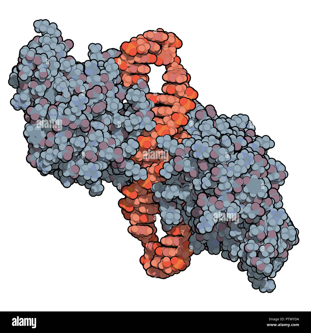 NF-kB (nuclear factor kappa-light-chain-enhancer of activated B cells)  protein complex. Plays a role in cancer and inflammation. 3D rendering,  atoms a Stock Photo - Alamy