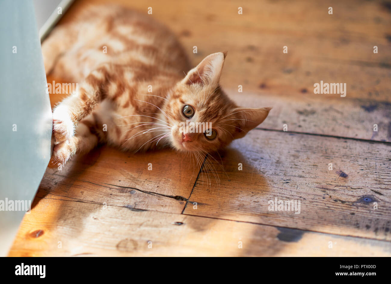 Adorable playful ginger tabby kitten laying on a wooden kitchen floor. Stock Photo