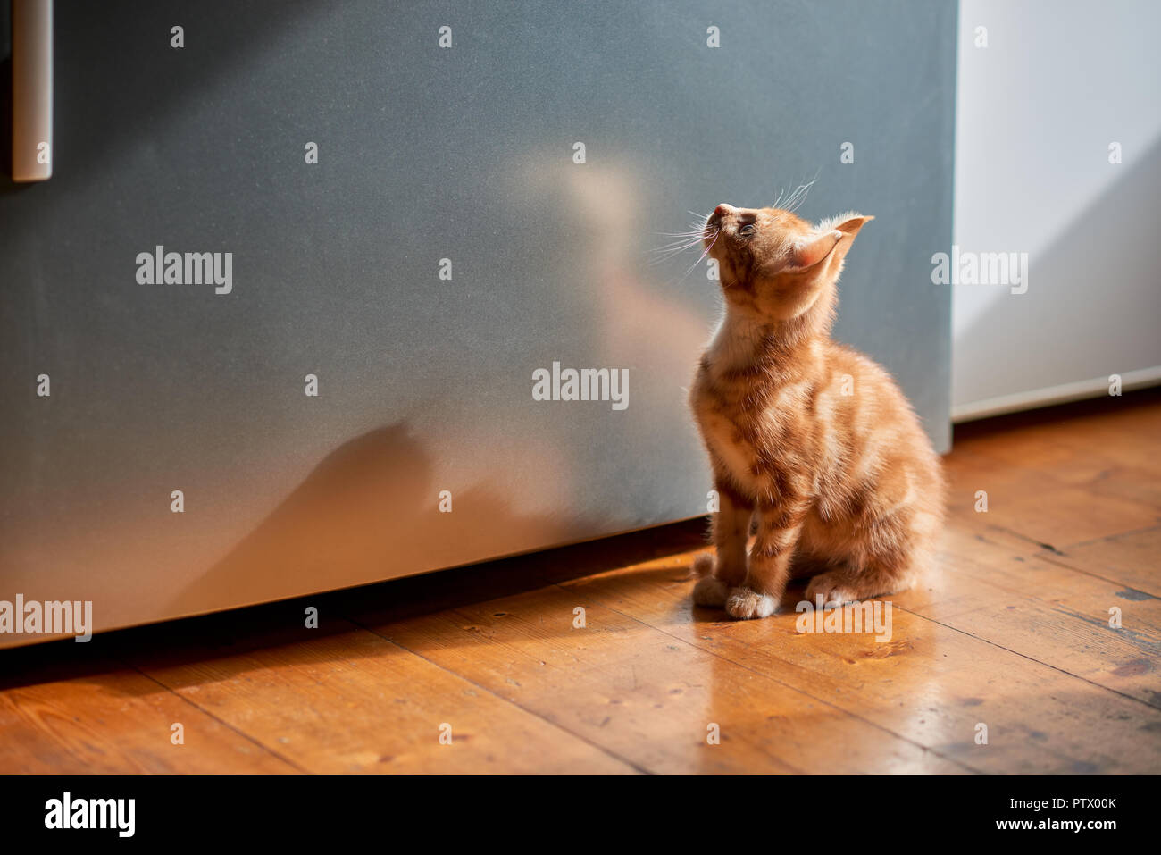 Gorgeous ginger tabby kitten sitting on a kitchen floor looking up a fridge. Stock Photo