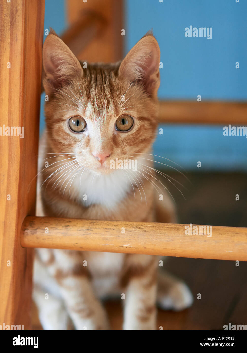 Gorgeous ginger tabby kitten sitting under a wooden stool posing for the camera. Stock Photo