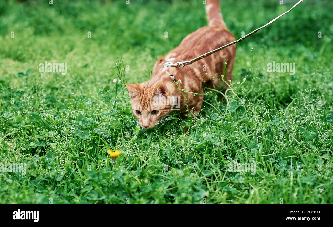 Adorable ginger tabby cat on a leash out for the very time and fascinated by a dandelion. Stock Photo