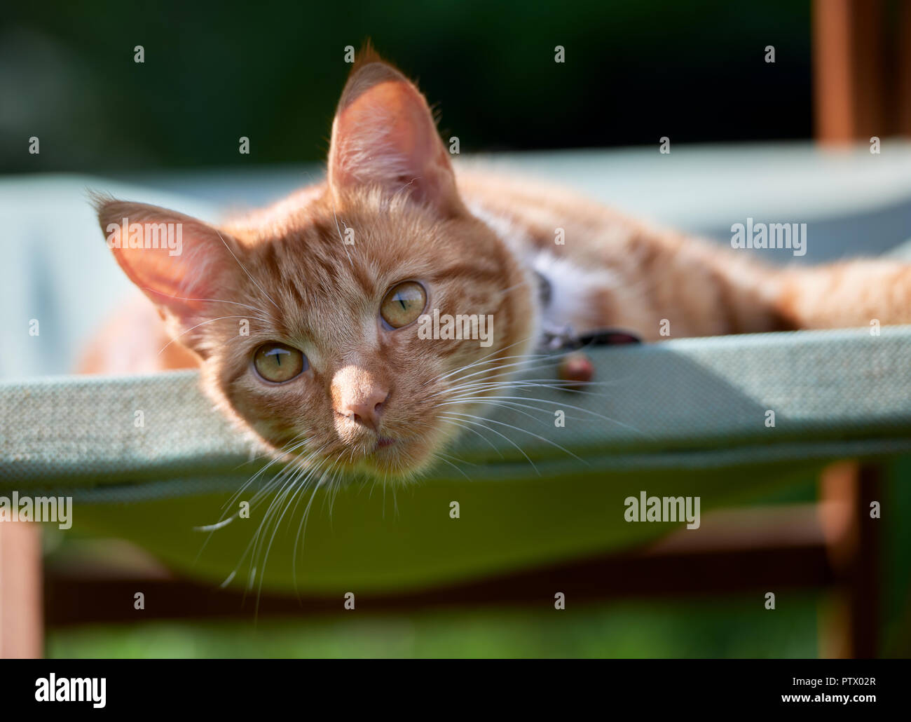 Handsome young ginger red tabby cat laying on a green garden chair looking relaxed. Stock Photo