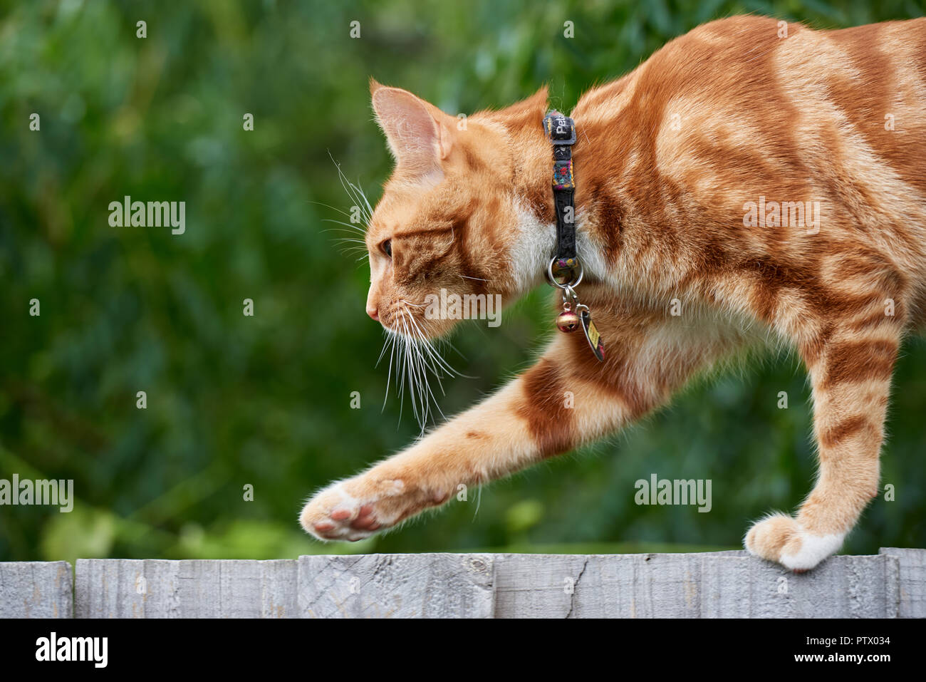 Ginger red tabby cat walking on top of a wooden fence with an out of ...