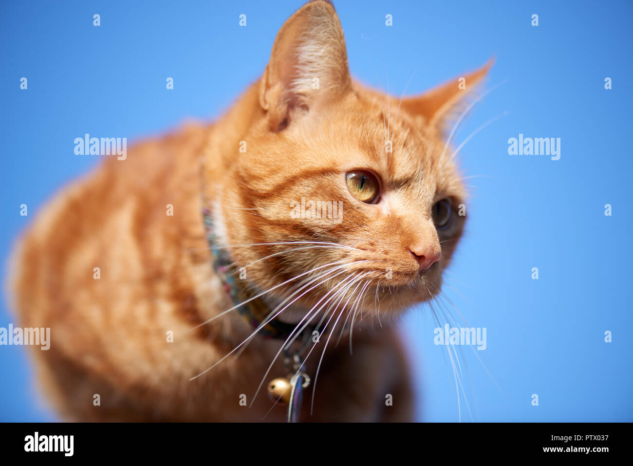 Young Ginger Red Tabby Cat Close Portrait Photographed From Below Isolated Against A Blue Sky Background Stock Photo Alamy Young Ginger Red Tabby Cat Close Portrait Photographed From Below Isolated Against A Blue Sky Background Stock Photo Alamy