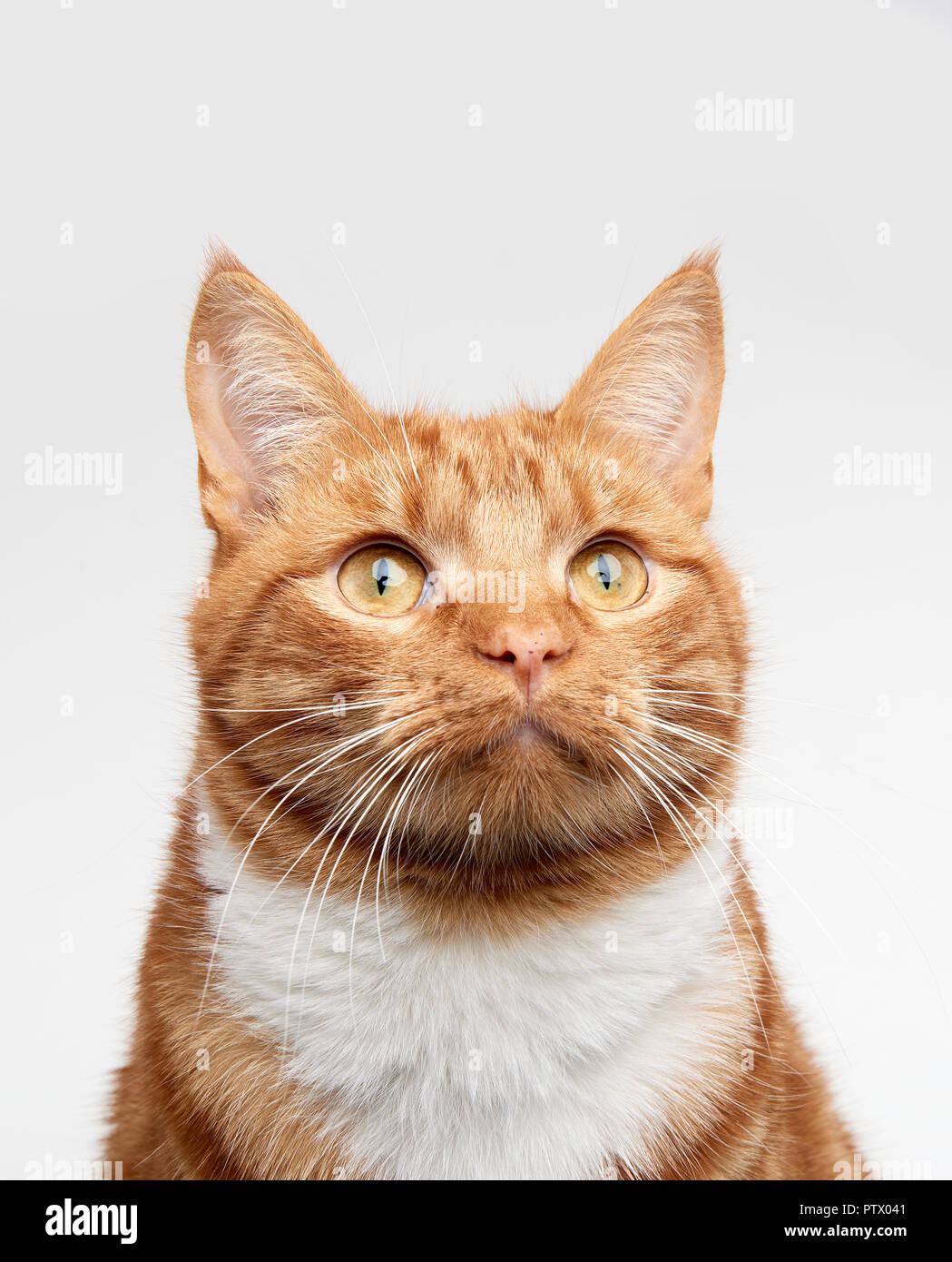 Ginger red tabby cat head shot looking up off camera. Stock Photo