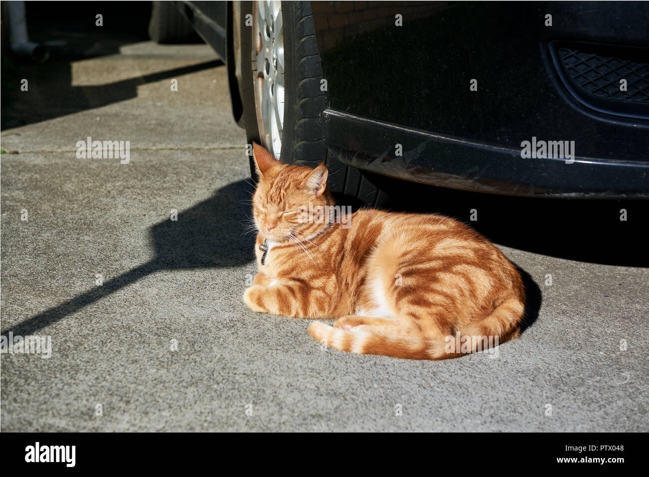 red tabby ginger cat basking in the sun in front of a car in a