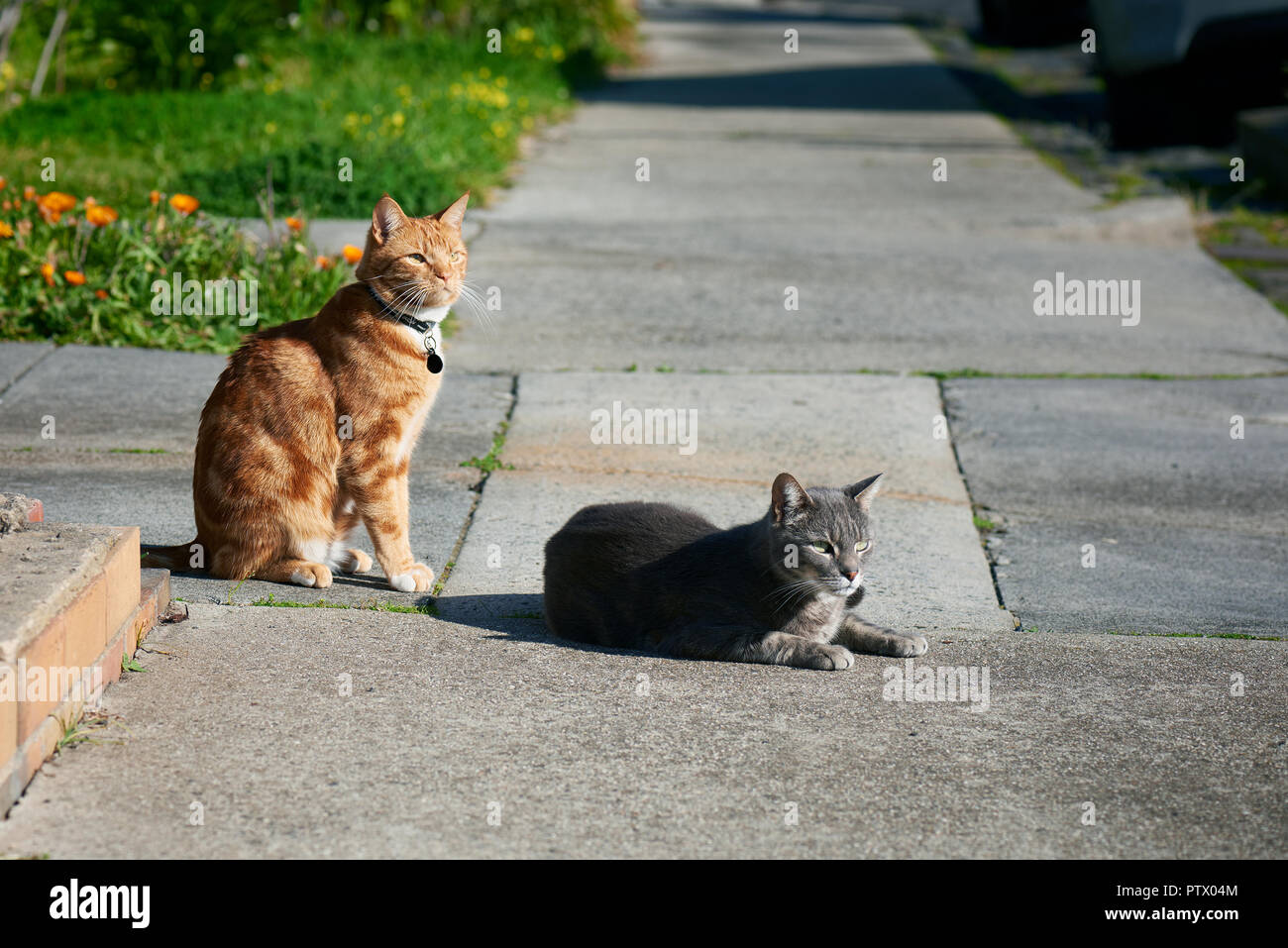 Two cats, one grey one, ginger red, friends sitting together on a footpath looking in the same direction. Stock Photo