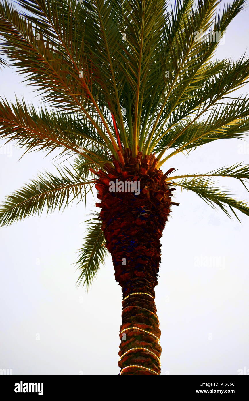 palm trees in shopping area in Destin, Florida Stock Photo