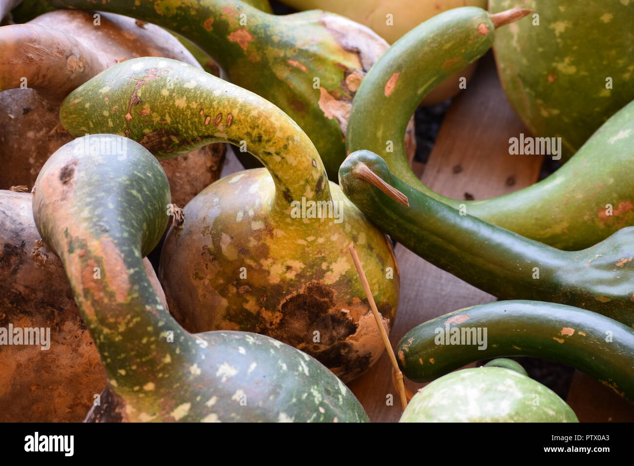 fall gourds for display and decorating Stock Photo
