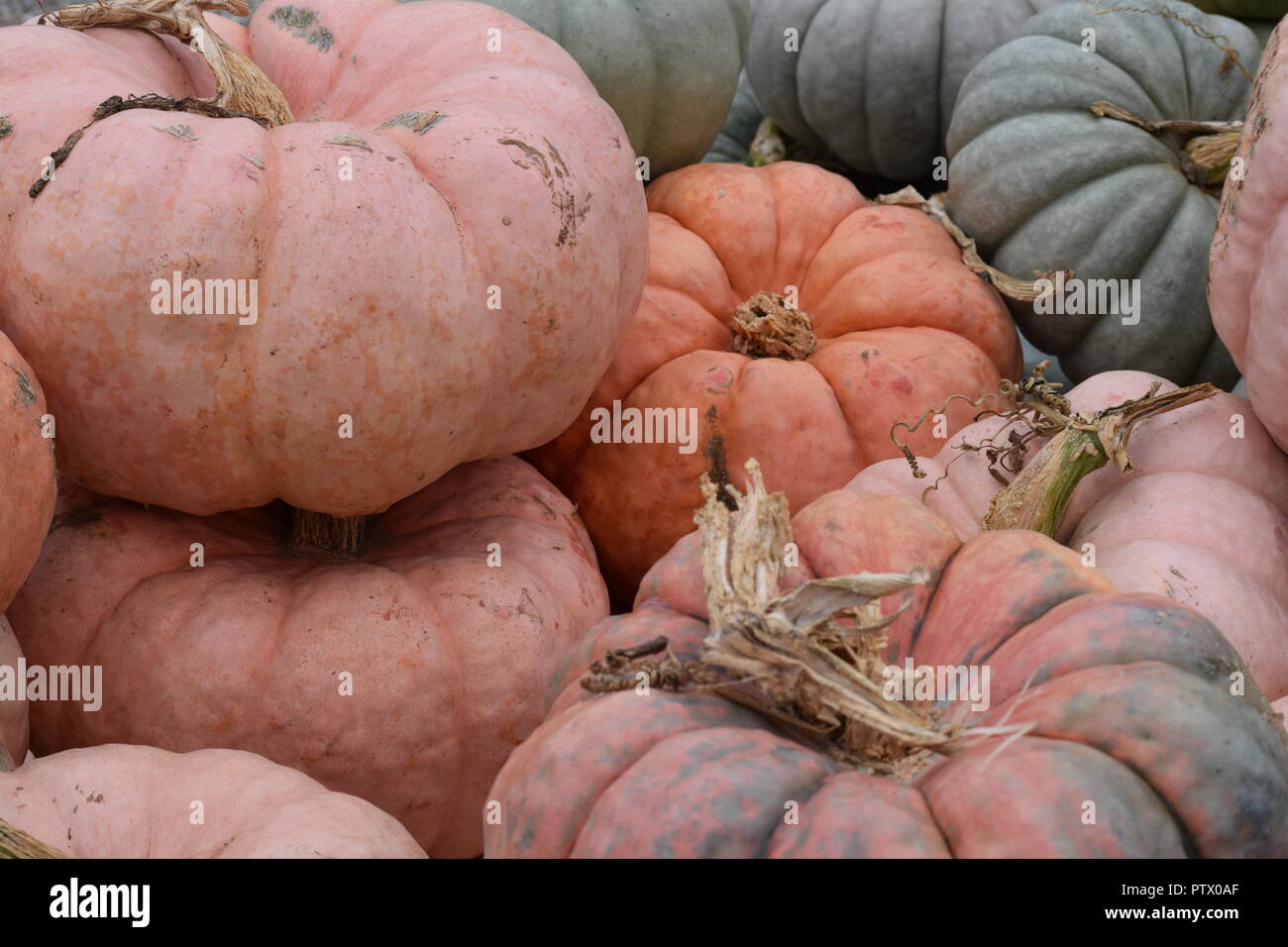 fall pumpkin display Stock Photo