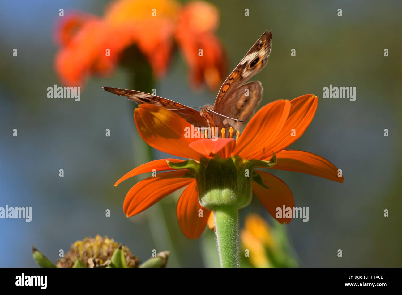 insects on Mexican Sunflower end of season Stock Photo