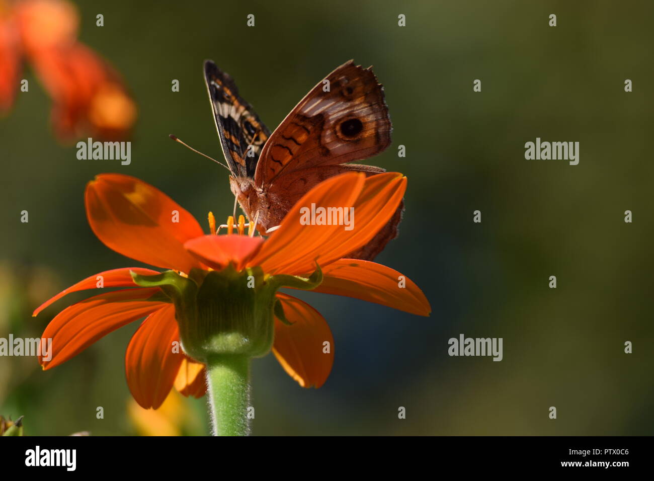 insects on Mexican Sunflower end of season Stock Photo