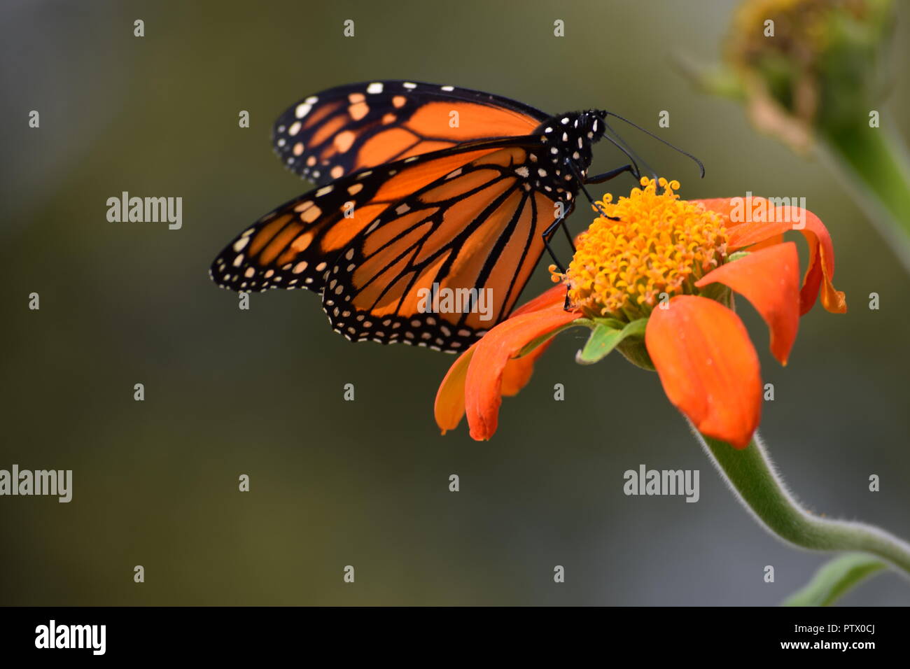 insects on Mexican Sunflower end of season Stock Photo
