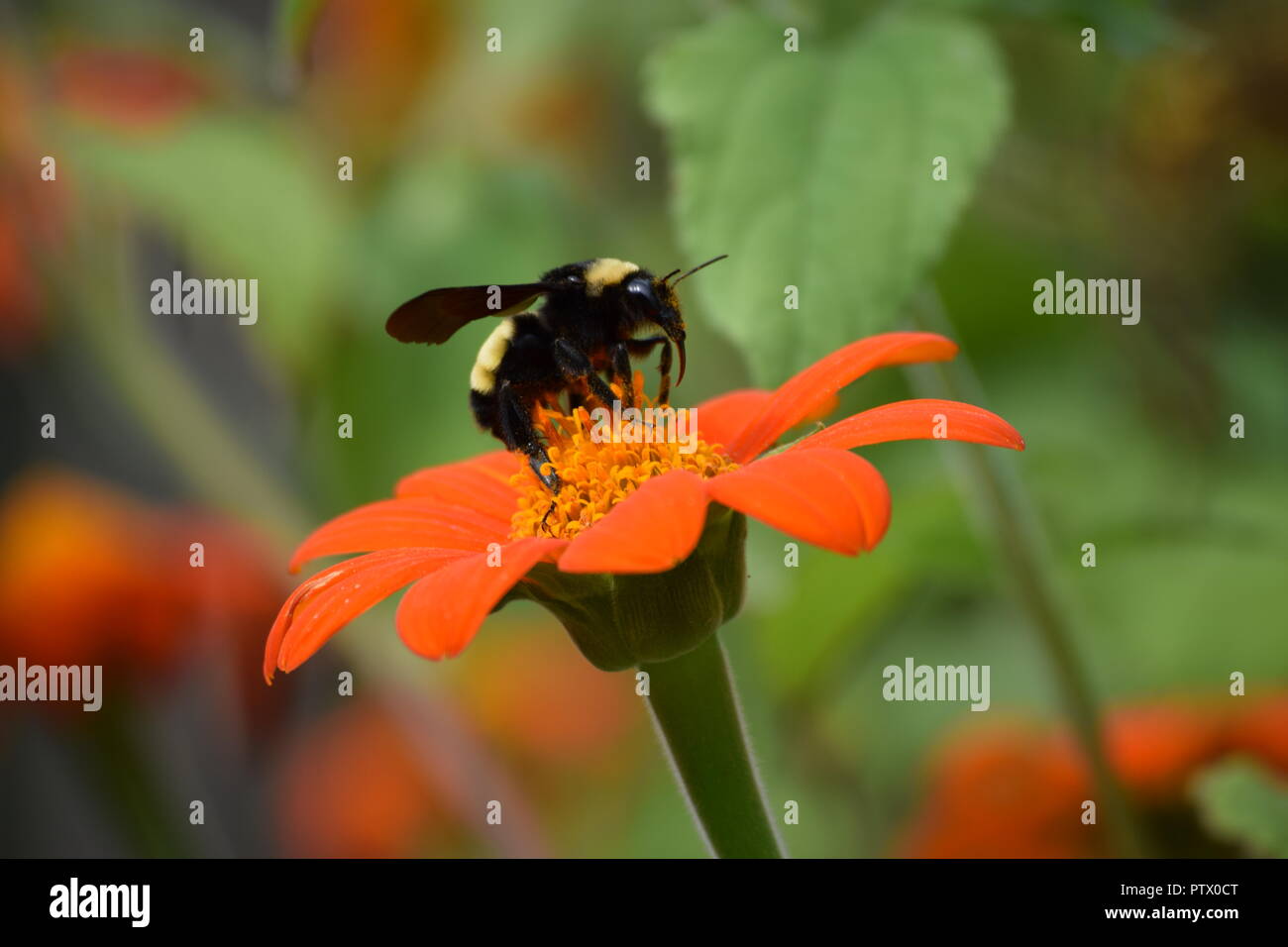 insects on Mexican Sunflower end of season Stock Photo