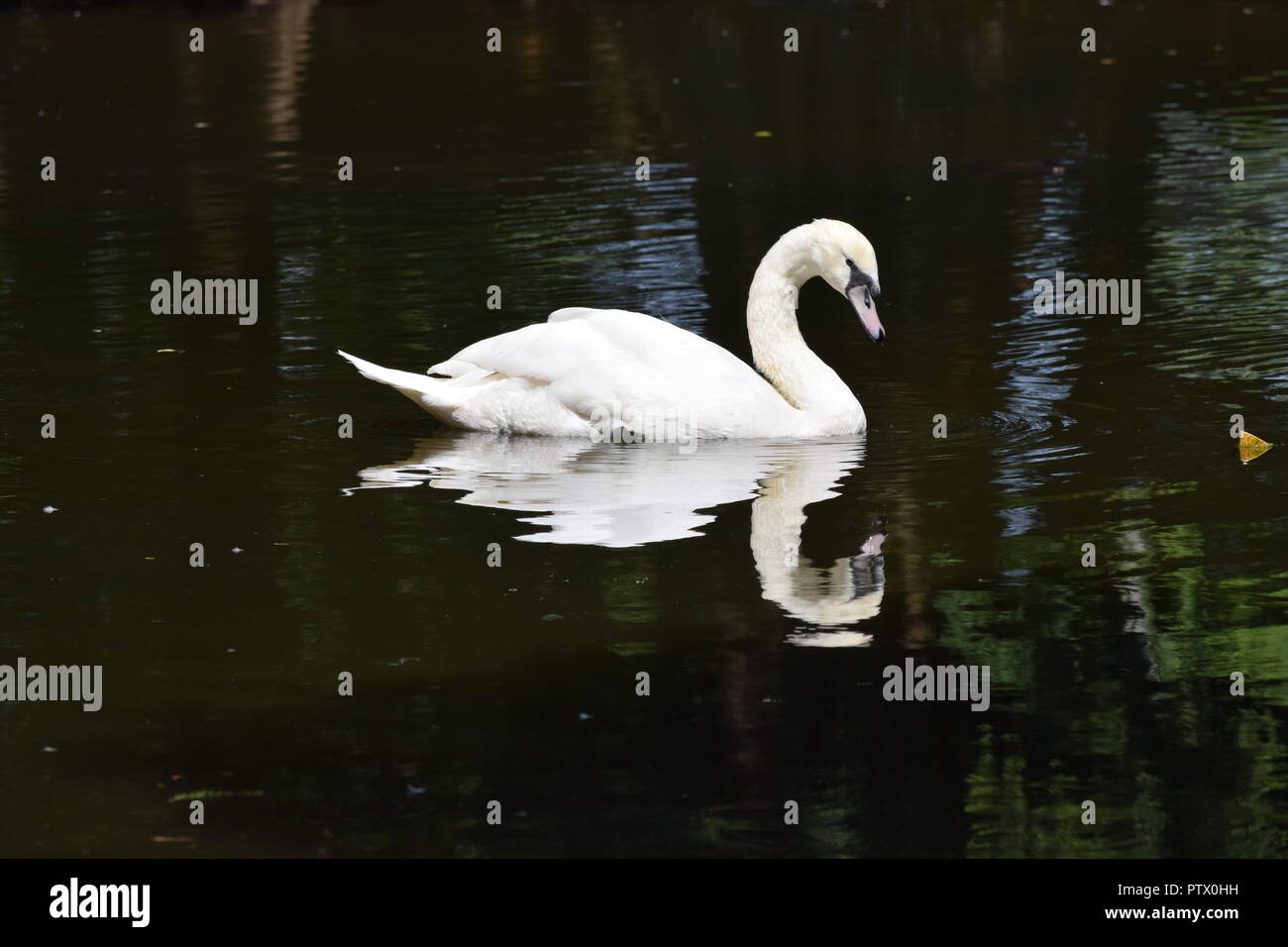 zoo animals and swans Stock Photo