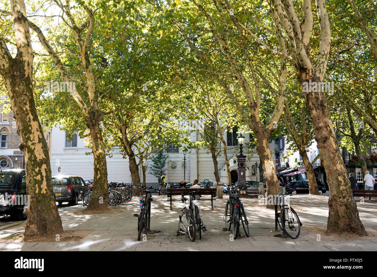 London Plane trees (Platanus x hispanica) and parked bicycles, Queen Square, Bloomsbury, London England Britain UK Stock Photo