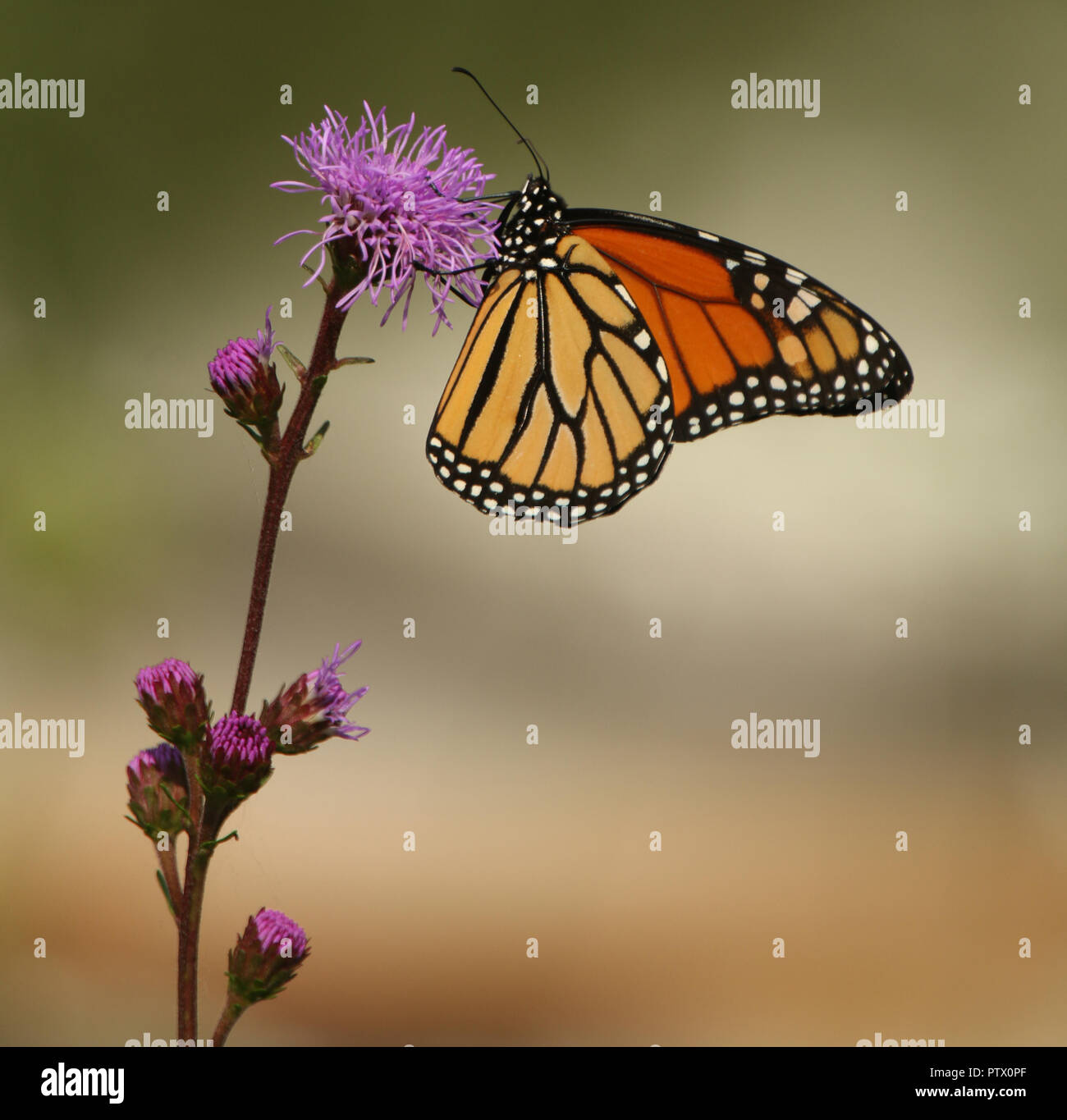 Monarch Butterfly Sipping Nectar from Purple Flower Stock Photo - Alamy