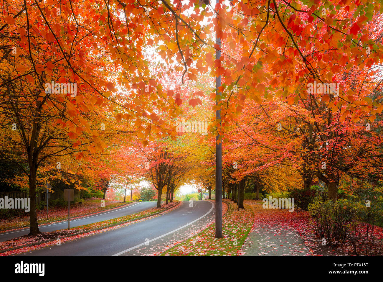 Maple trees canopy lined curvy winding street with fall foliage during autumn season in Oregon Stock Photo