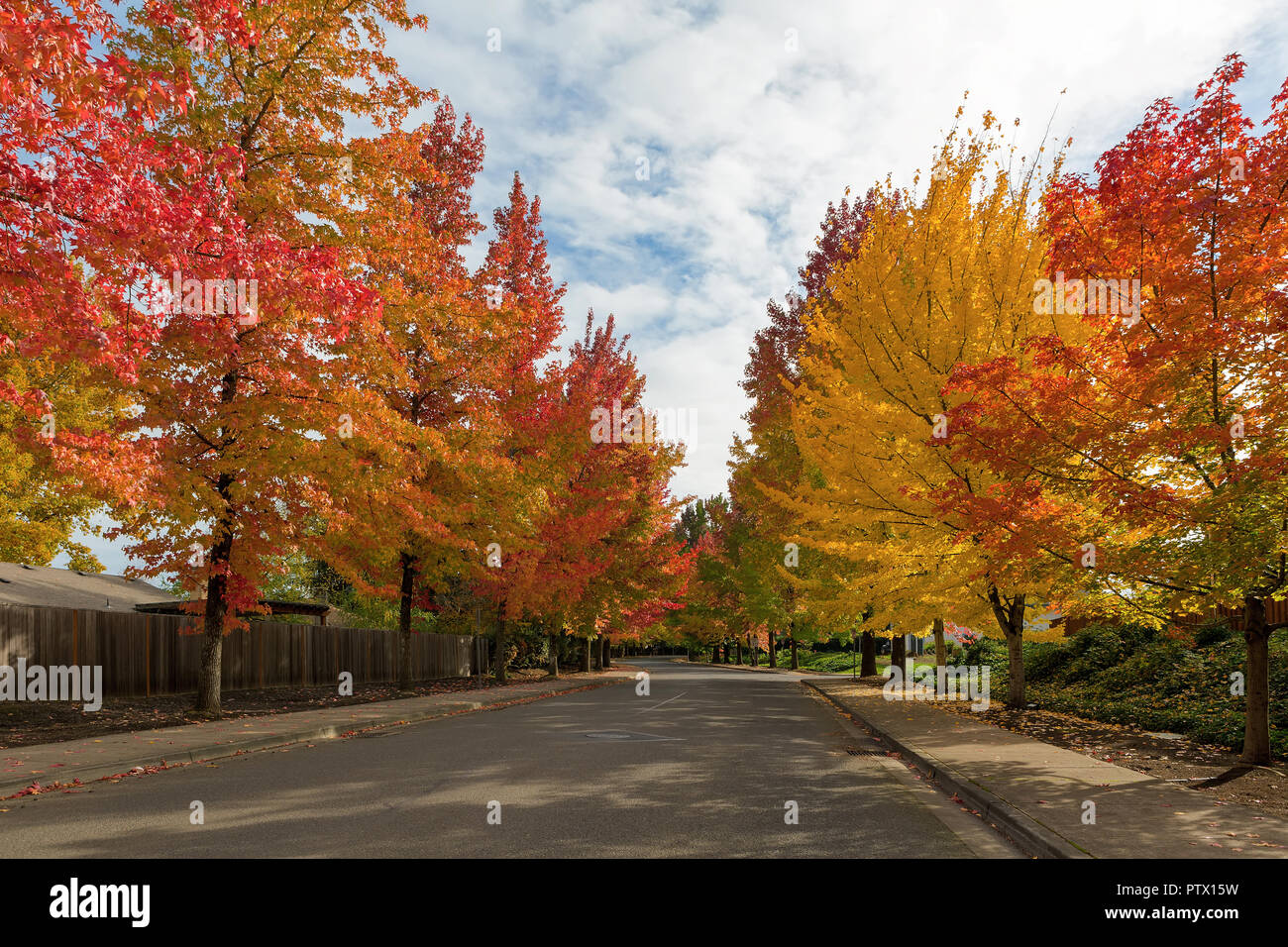 American Sweetgum trees canopy lined winding street with fall foliage during autumn season in Oregon Stock Photo