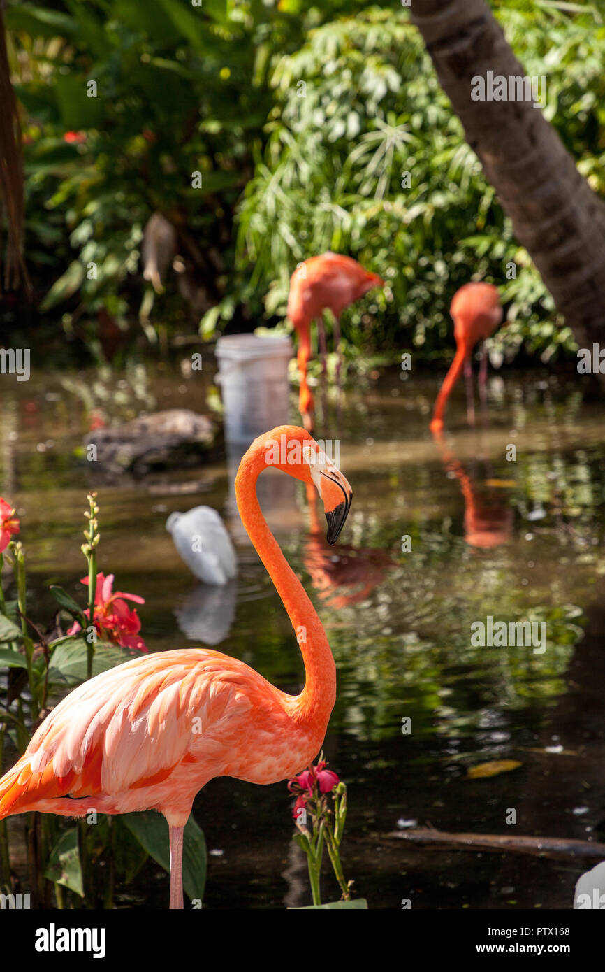 Caribbean flamingo Phoenicopterus ruber in a tropical garden in southwestern Florida. Stock Photo