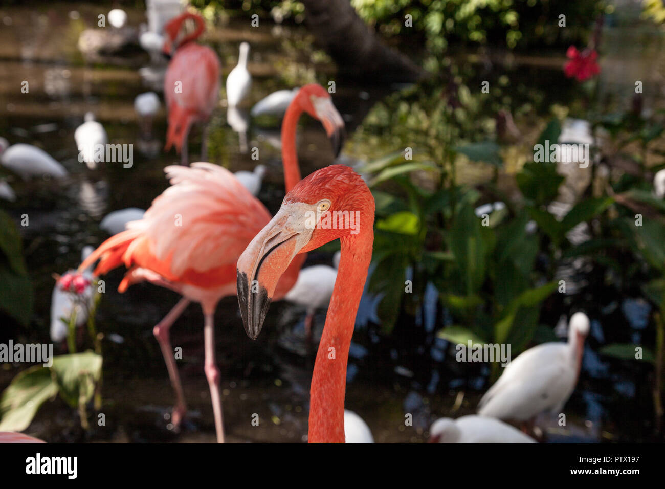 Caribbean flamingo Phoenicopterus ruber in a tropical garden in southwestern Florida. Stock Photo