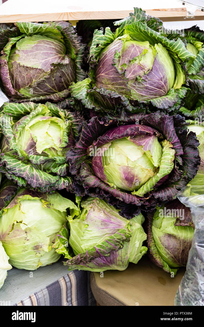Heads of cabbage displayed at the farmers market Stock Photo