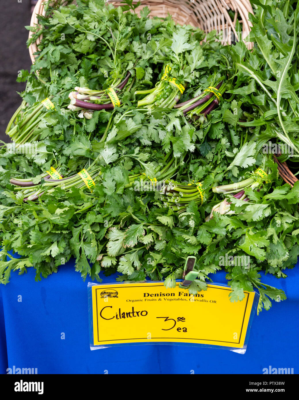 Cilantro on display at the farmers market Stock Photo