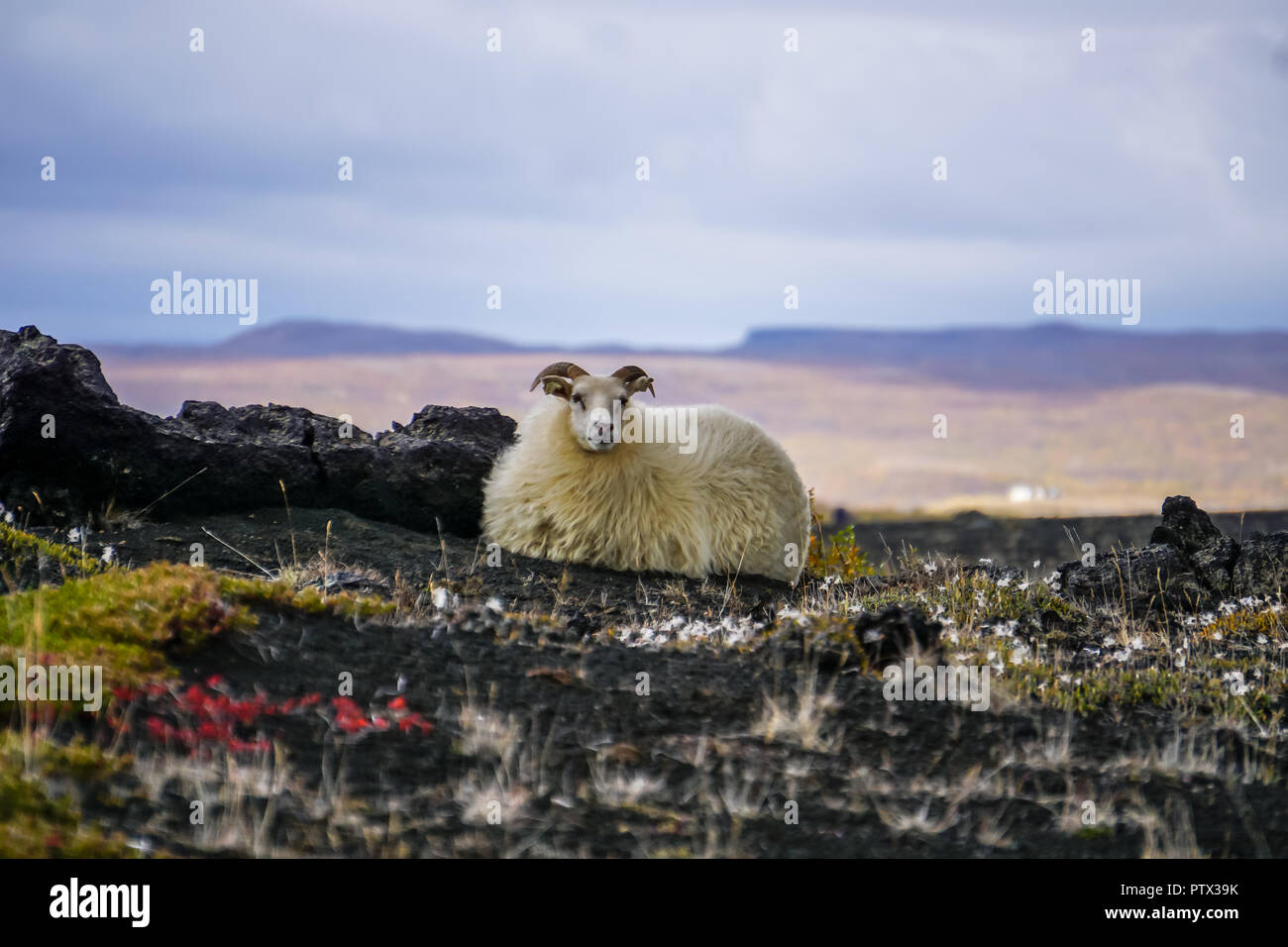 Lonely sheep on iceland Stock Photo