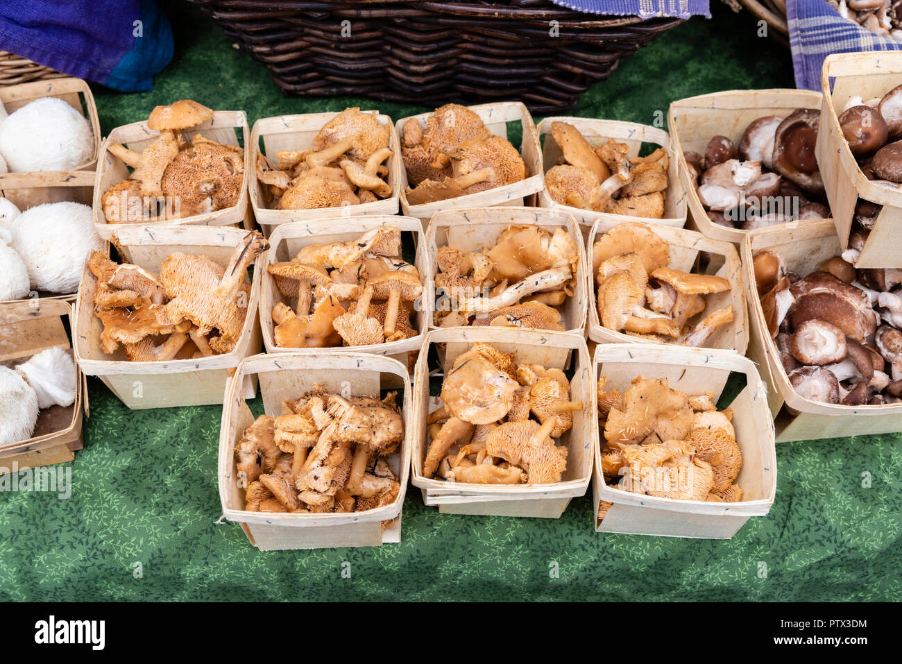 Baskets of wild harvested mushrooms on display at the farmers market Stock Photo