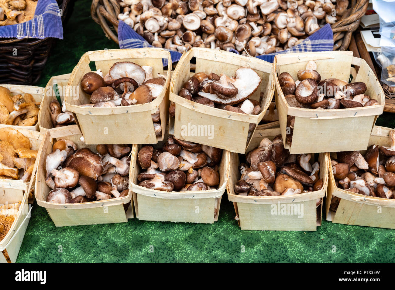 Baskets of wild harvested mushrooms on display at the farmers market Stock Photo