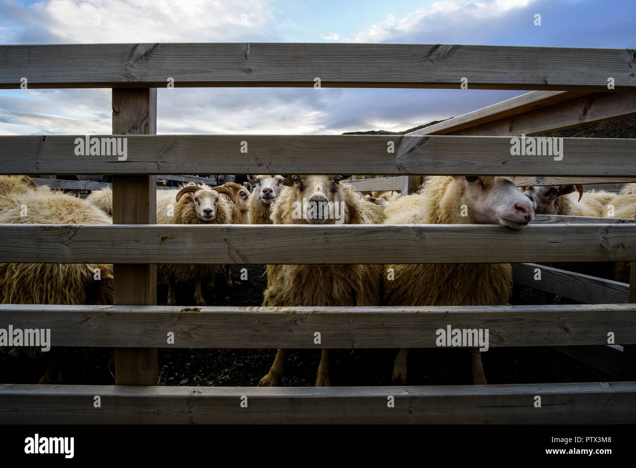Large herd of sheeps, Iceland Stock Photo