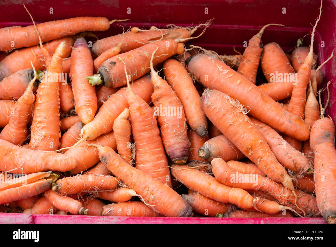 Orange carrots on display at the farmers market Stock Photo