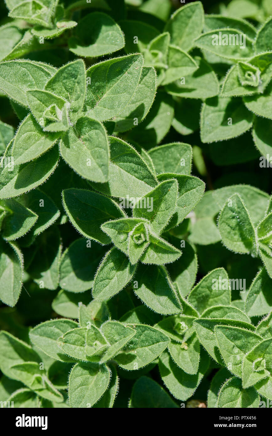 Oregano herb plant growing in a garden close up. Stock Photo