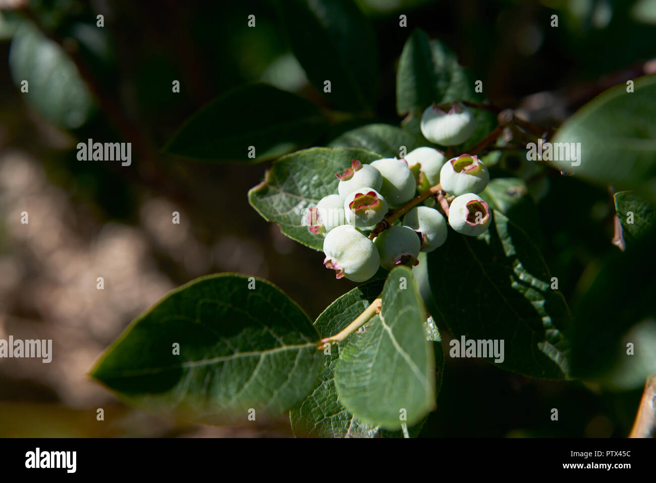 Not Ripe Blueberry Field Beautiful bunch of fresh blueberries hi-res stock photography and ...