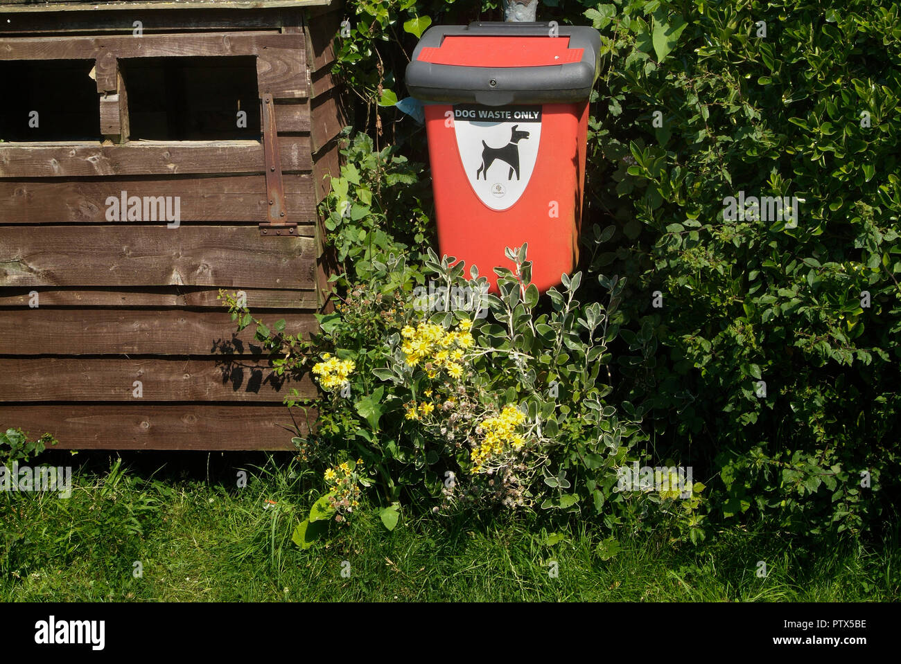 Dog waste bin mounted on a tree, Totland Bay, Isle of Wight, UK Stock