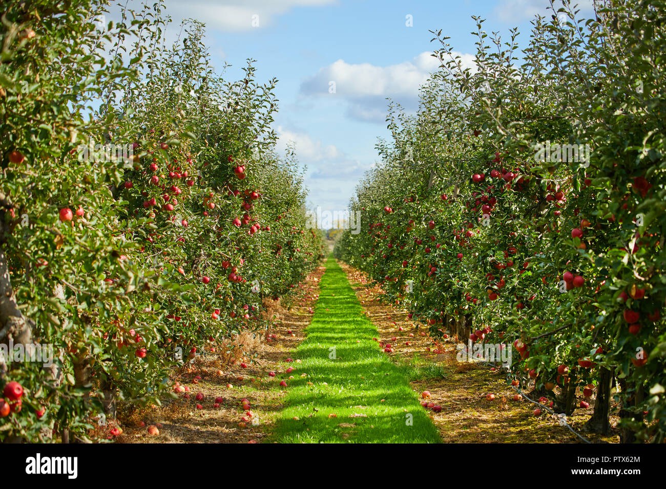 Apple on trees in orchard in fall season Stock Photo Alamy