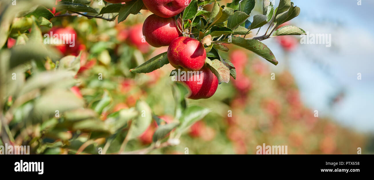 fresh red apples on a tree Stock Photo - Alamy