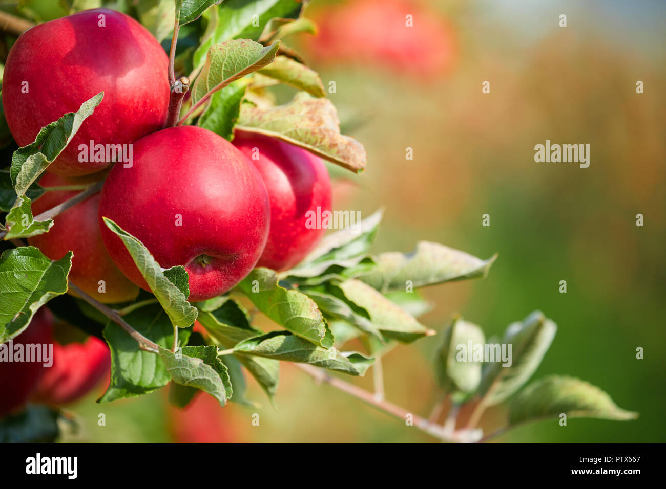fresh red apples on a tree Stock Photo