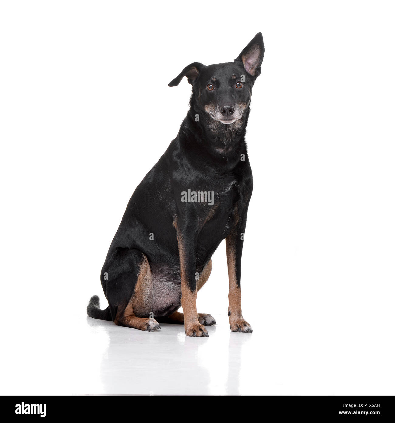 Studio shot of an adorable mixed breed dog sitting on white background ...