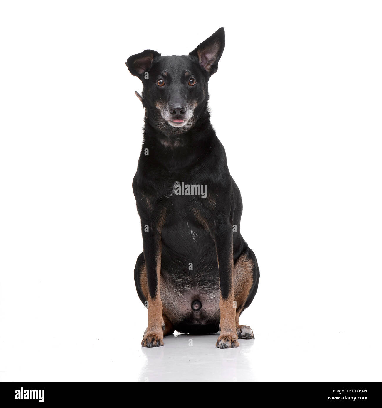 Studio shot of an adorable mixed breed dog sitting on white background ...