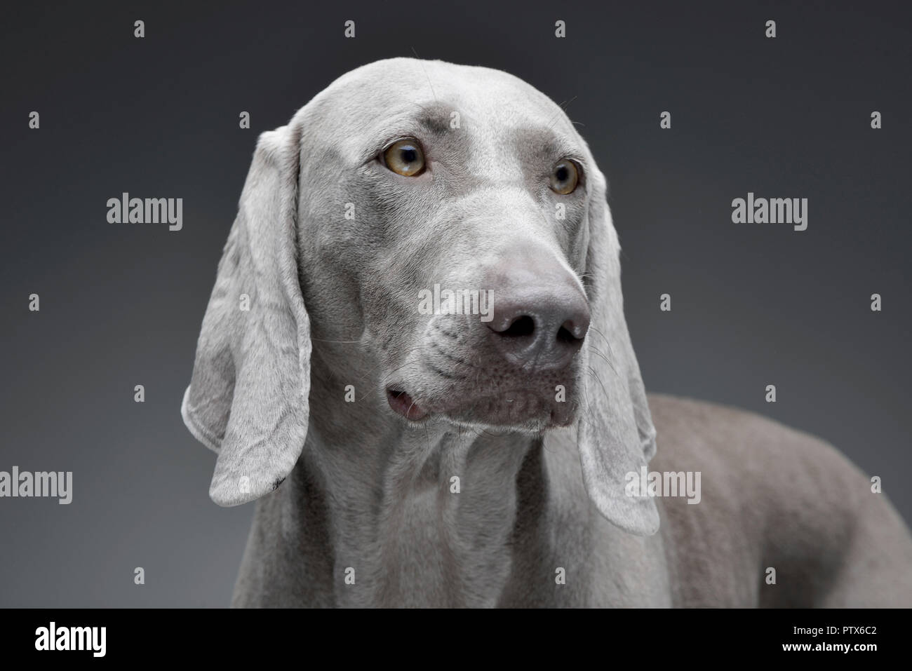 Portrait Of An Adorable Weimaraner Dog Isolated On Grey