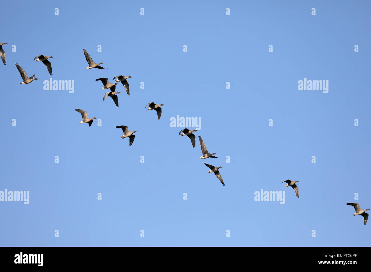 Pink-footed goose (Anser brachyrhynchus) Stock Photo