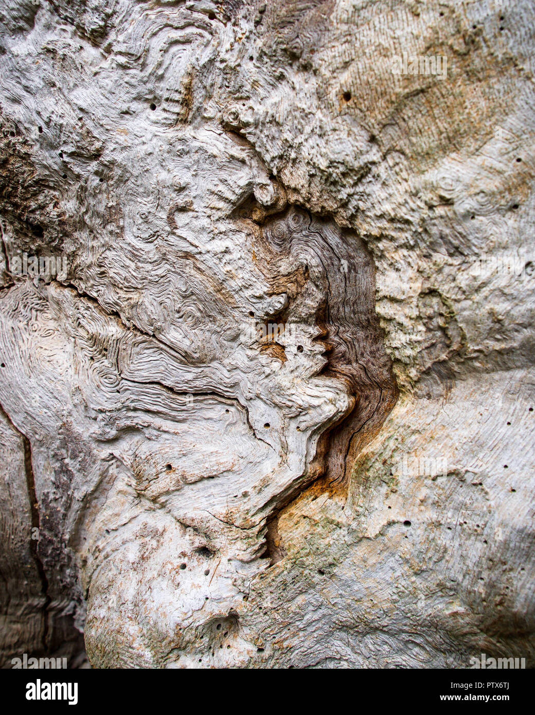 Exposed Weathered Wood Close Up on Ancient  Oak Tree in Sherwood Forest Stock Photo