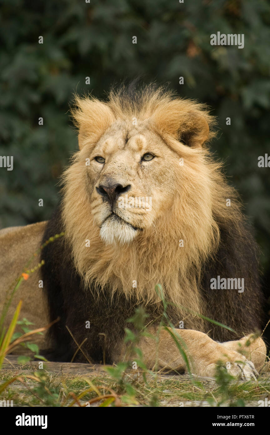Asian Lion (Panthera leo persica) India. Captive Chester Zoo, UK Stock Photo