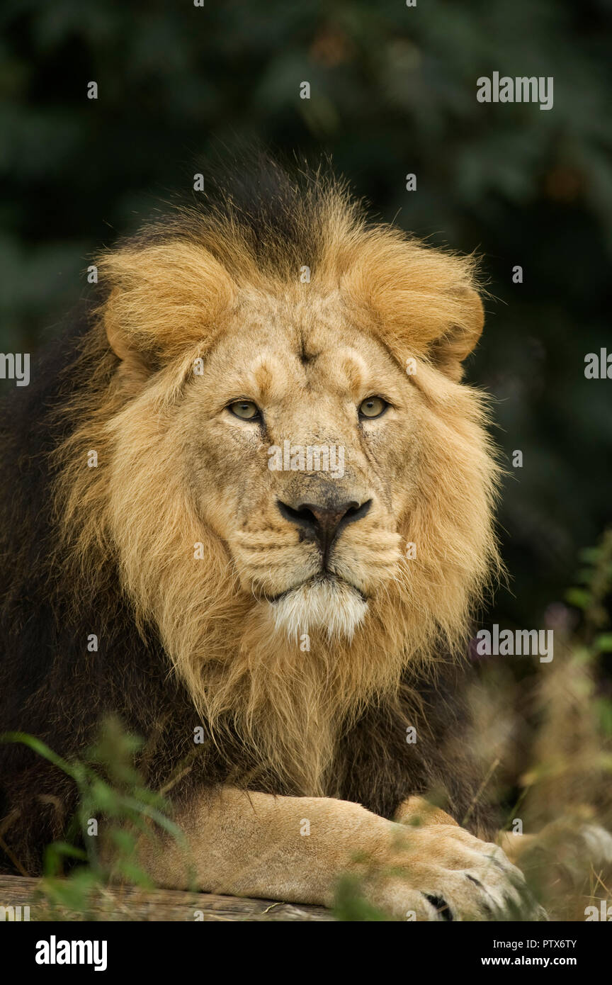 Asian Lion (Panthera leo persica) India. Captive Chester Zoo, UK Stock Photo