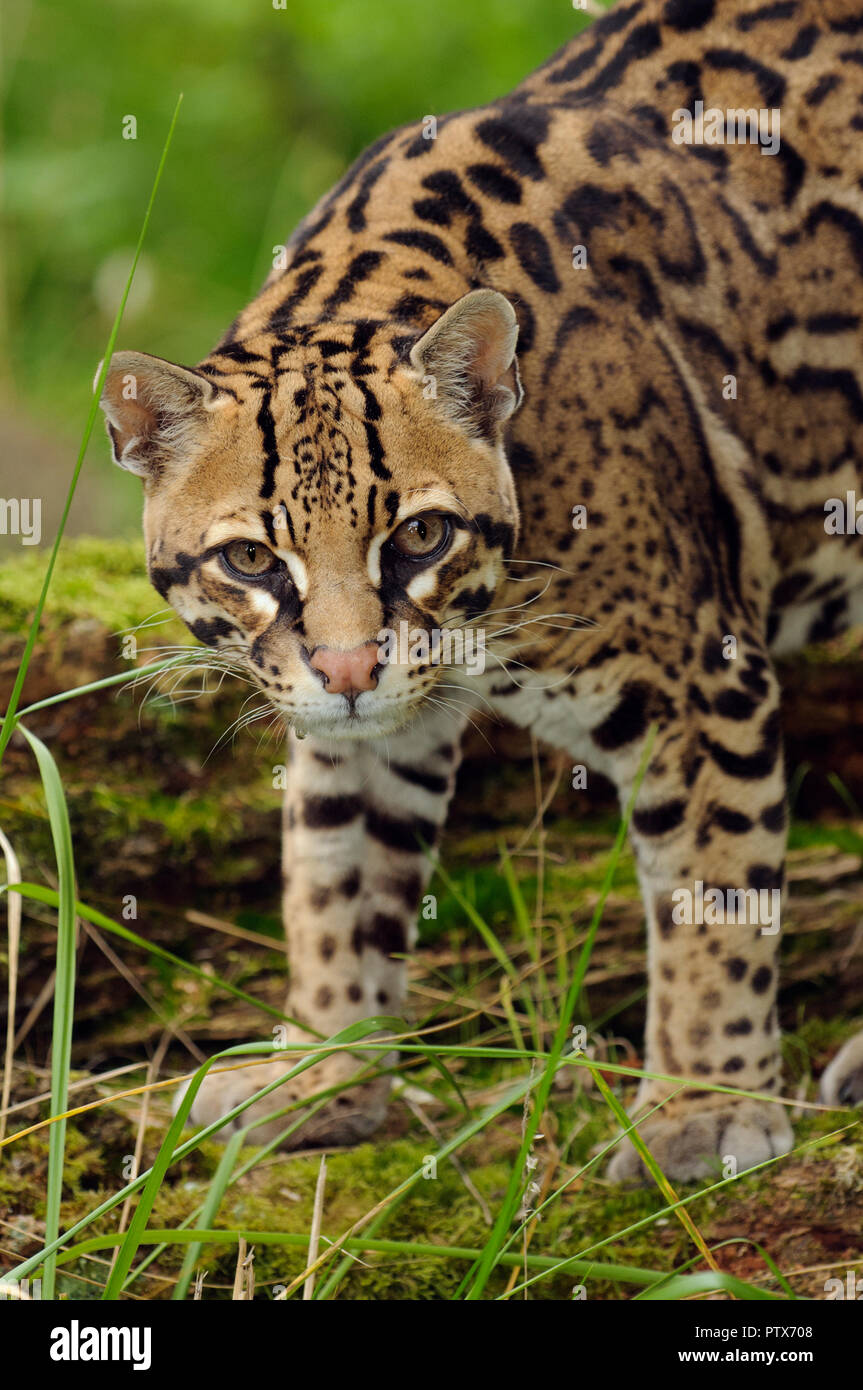 Male Ocelot (Leopardus pardalis), Native to Central and South America. Captive at Port Lympne Wild Animal Park, Kent, UK Stock Photo
