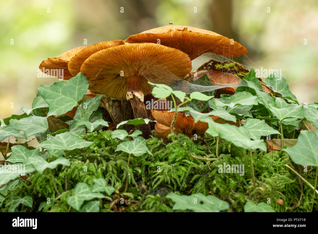 Mushrooms on Tree Stump Stock Photo - Alamy