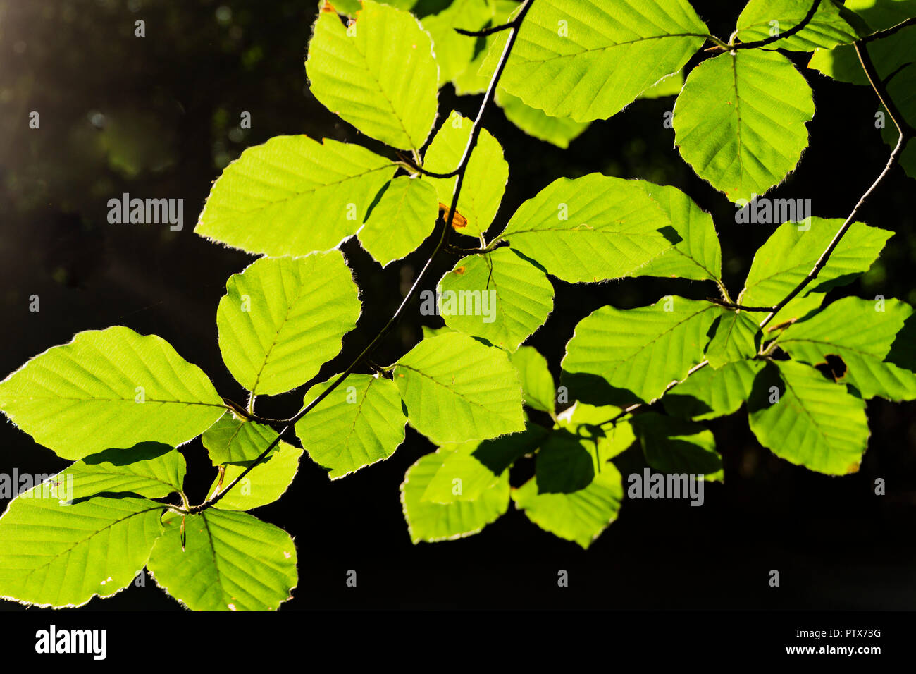 Close up leaves against sun hi-res stock photography and images - Alamy