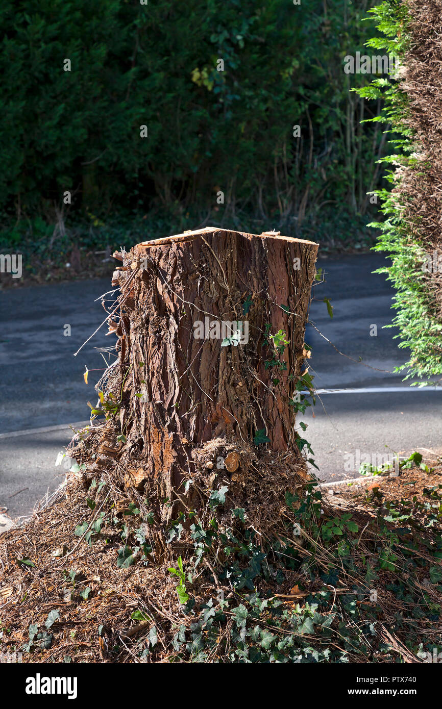 Conifer tree stump in garden Stock Photo