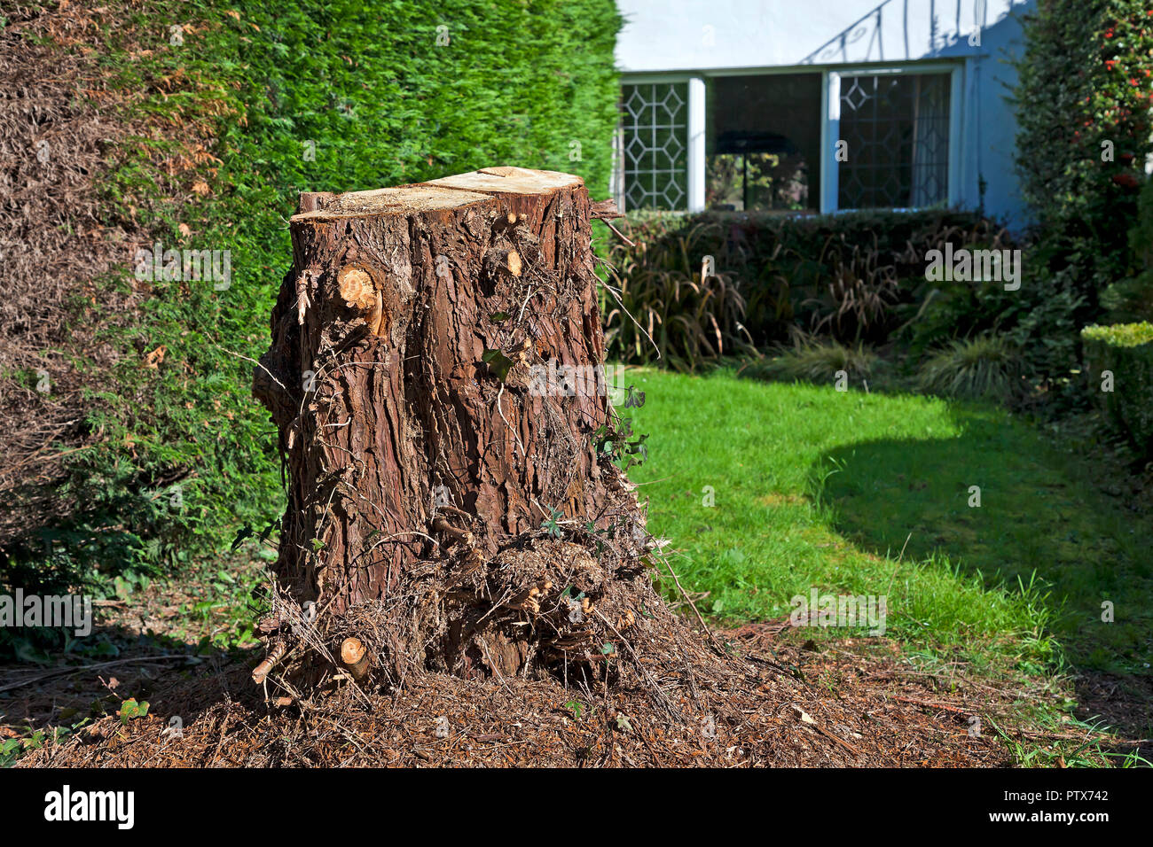 Conifer tree stump in garden Stock Photo
